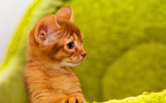  photographed by a close up a little Abyssinian kitten