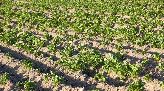   the plants of potatoes growing on an agricultural field
