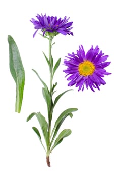 Isolated purple blooming flower with detail of bloom and leaf beside.