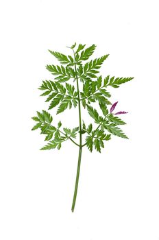 Fresh cow parsley leaf isolated on white background.