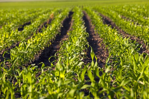   an agricultural field on which grow up corn