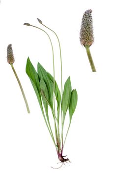 Conringia orientalis isolated on white background with detail of two blooms beside.