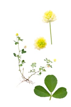 Hop Trefoil isolated on white background with details of leaf and bloom beside.