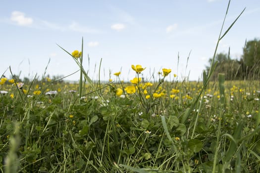 A low angle photo with flowers and grass and the sky in the background