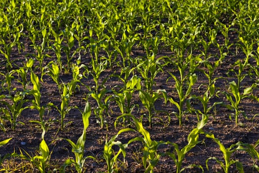   photographed by a close up sprouts of green corn