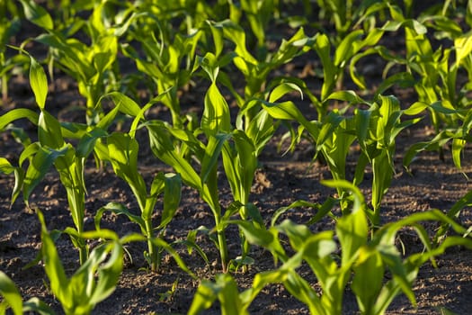   photographed by a close up sprouts of green corn