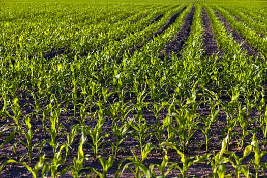   an agricultural field on which grow up corn