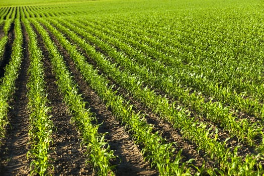   an agricultural field on which there were young sprouts of corn