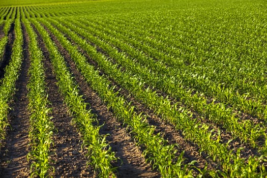   an agricultural field on which grow up corn