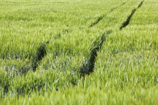  an agricultural field on which grow up cereals