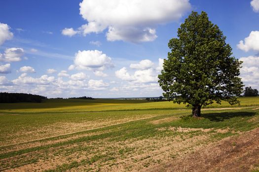   the tree of a birch growing in a field on which grow up plants