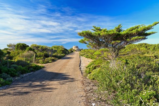 small raod between mediterranean vegetation in San Pietro Island, Sardinia, Italy