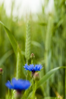   the flowers of cornflowers photographed by a close up. small depth of sharpness