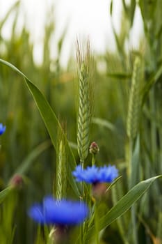   the green wheat photographed by a close up. with wheat grows cornflowers