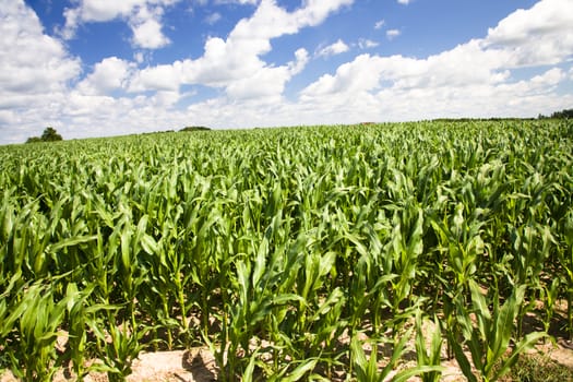   an agricultural field on which grow up corn