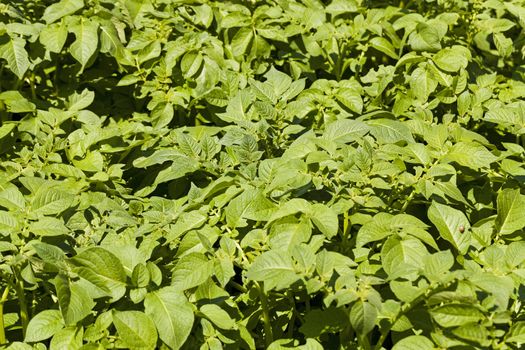   photographed by a close up green leaves of potatoes