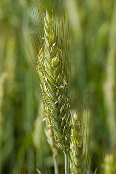   the ear of an unripe cereal photographed by a close up