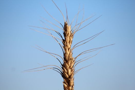 ear of corn that extends to the sky