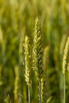   the ear of an unripe cereal photographed by a close up