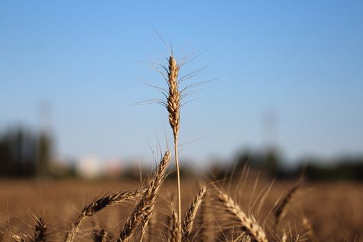 ear of corn that extends to the sky