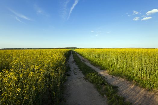   the rural not asphalted road and a field on which raising a colza. sunset