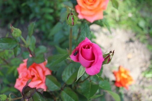 Photo Beautiful rose flower in the garden, spring.