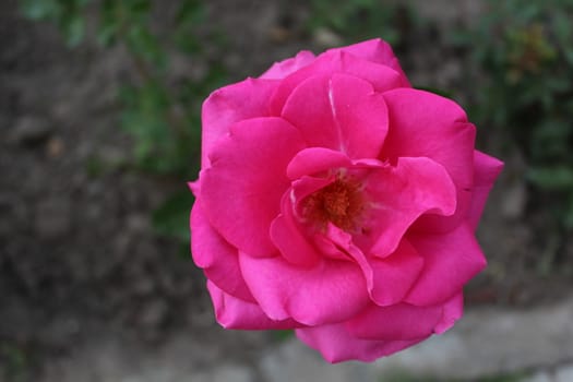 Photo Beautiful rose flower in the garden, spring.