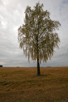   the tree of a birch growing in a field. thunder-storm time. fall