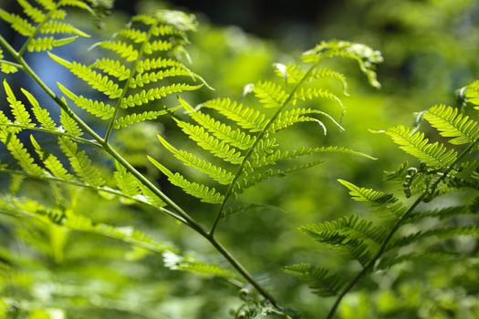 Macro photo of a bracken fern leaf (Pteridium aquilinum)