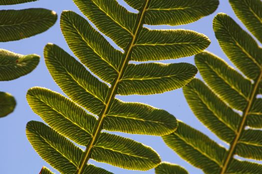 Macro photo of a bracken fern leaf (Pteridium aquilinum)