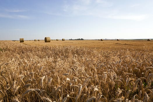  an agricultural field on which collect wheat