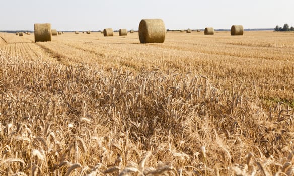  an agricultural field on which collect wheat