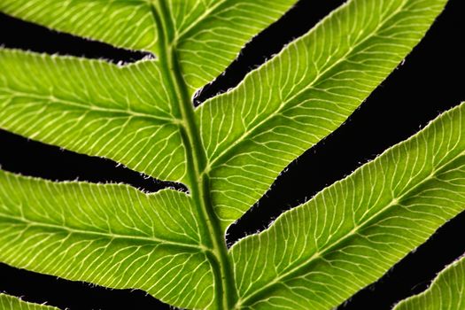 Macro photo of a bracken fern leaf (Pteridium aquilinum)