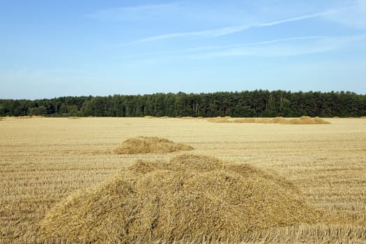  an agricultural field on which collect wheat