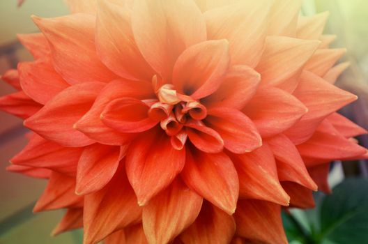 Closeup of beautiful red-orange color flowers in the garden