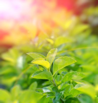 Green color tea leafs with sunlight