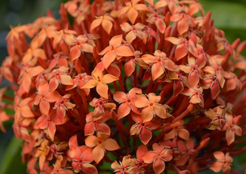 Flowers in the garden captured very closeup
