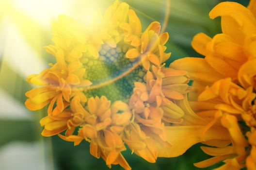 Yellow color flowers in the garden captured very closeup with sunlight