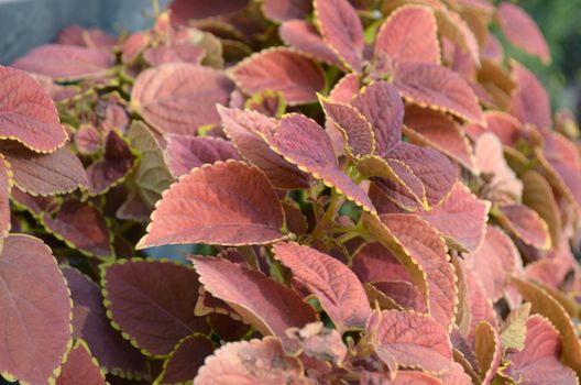 Natural pink color leaf in the garden