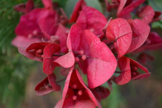 Pink color flowers in the garden captured very closeup with sunlight