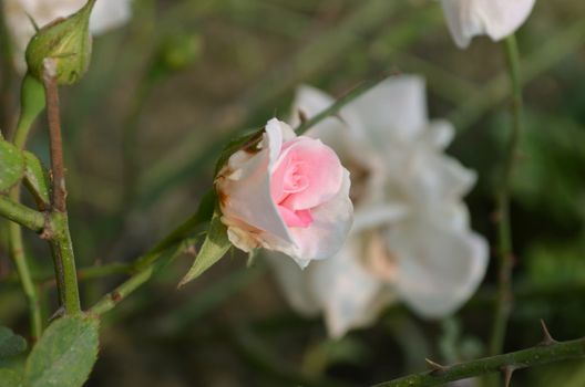 White and Pink color rose in the garden captured very closeup
