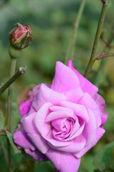 Pink color rose in the garden captured very closeup