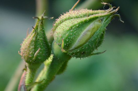 Green quarrels of rose in the garden captured very closeup