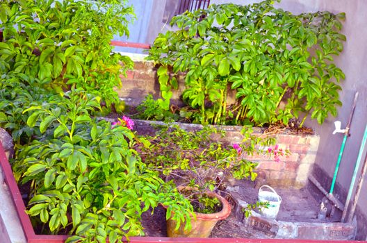 Close-Up Of Garden in house with water tap