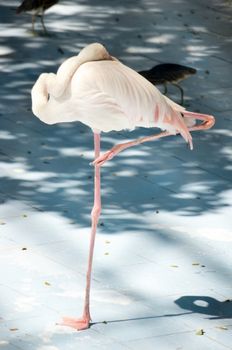 White color swan or heron bird stand with one leg