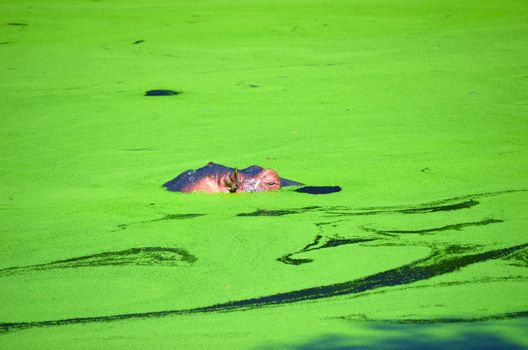 Hippopotamus (Hippopotamus amphibius) appears above water surface.