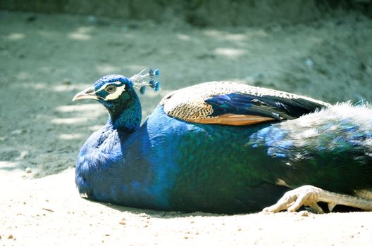 Blue color picock in the field