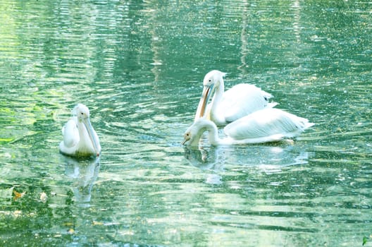 Beautiful swan on a lake.