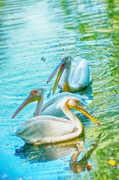 Beautiful swan on a lake.