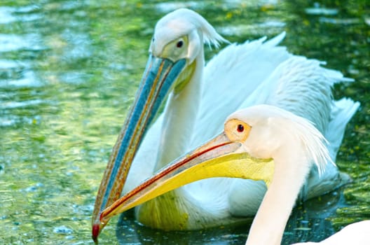 Beautiful swan on a lake.